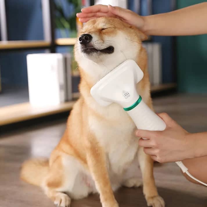 Happy Shiba Inu being brushed with a pet grooming tool