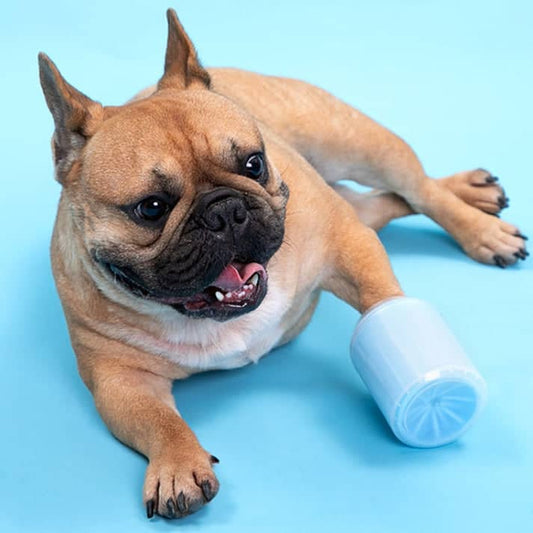 Happy French Bulldog with a paw cleaner cup on its paw