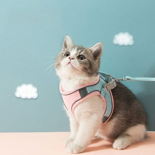Kitten in a pastel pink and blue cat harness with leash attached.