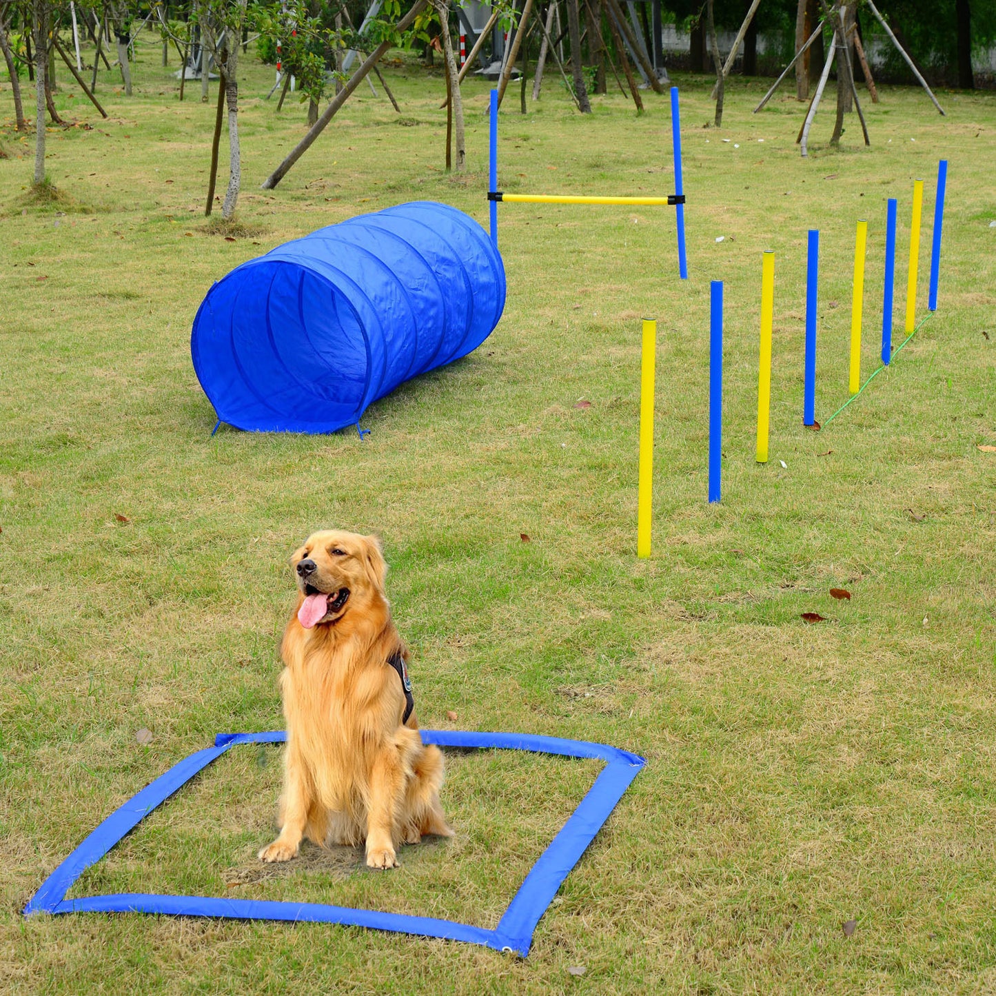 Backyard Competitive Dog Agility Training Kit